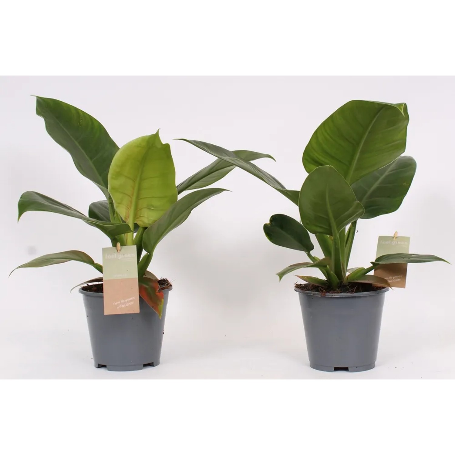 Filodendron (Philodendron Imperial Green) - don. 14 cm