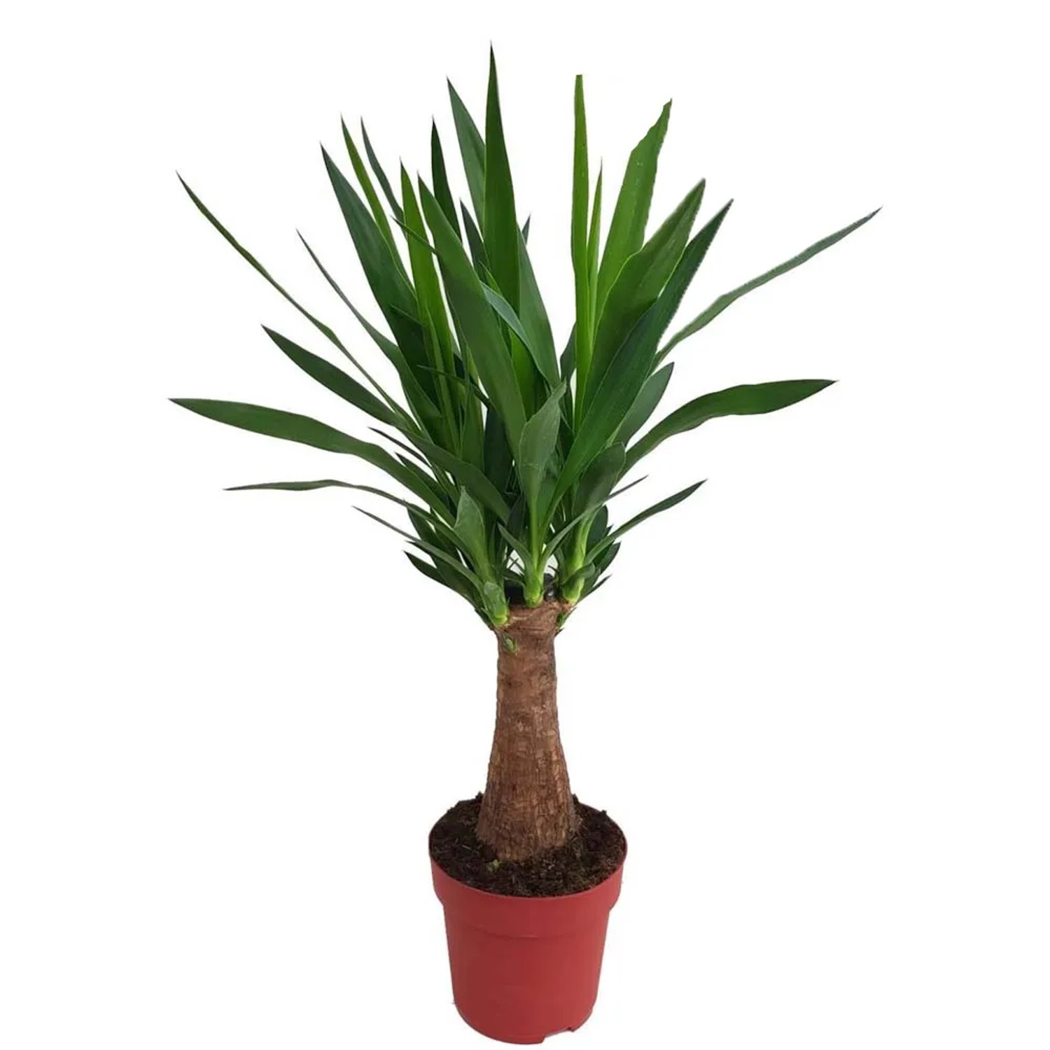 Juka (Yucca) Maya - don. 19 cm