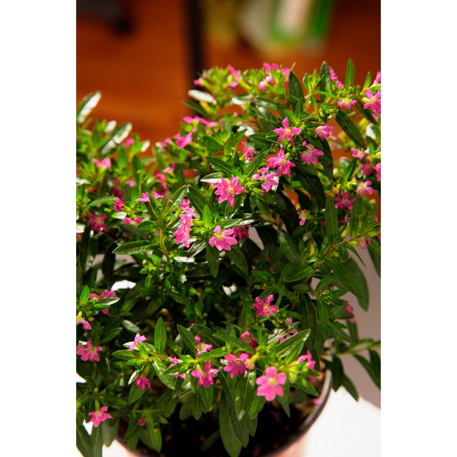 Kufea hyzopolistna (Cuphea hyssopifolia)