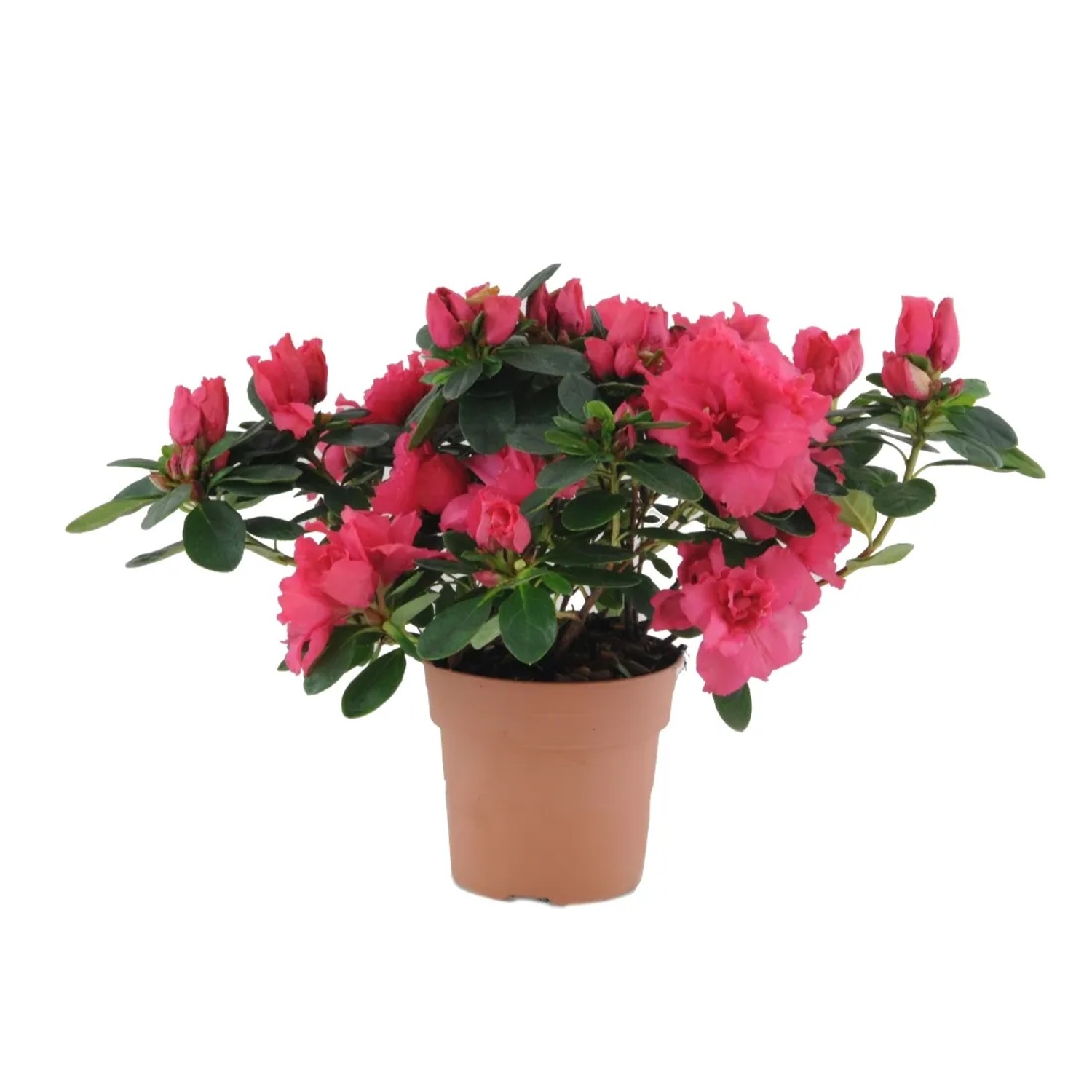 Azalia (Azalea sp.) - don. 12 cm
