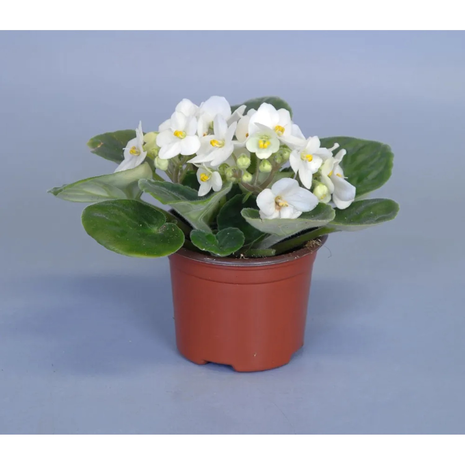 Saintpaulia biel wys. 20cm don. 9cm