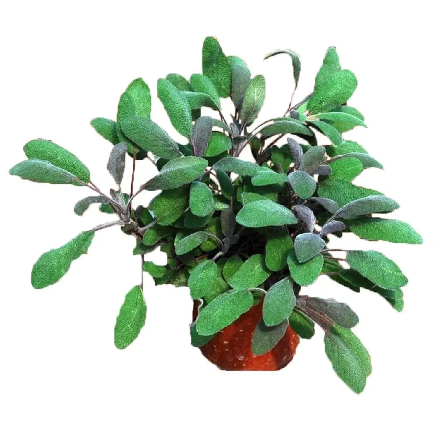 Szałwia zimująca - wys. 20 cm