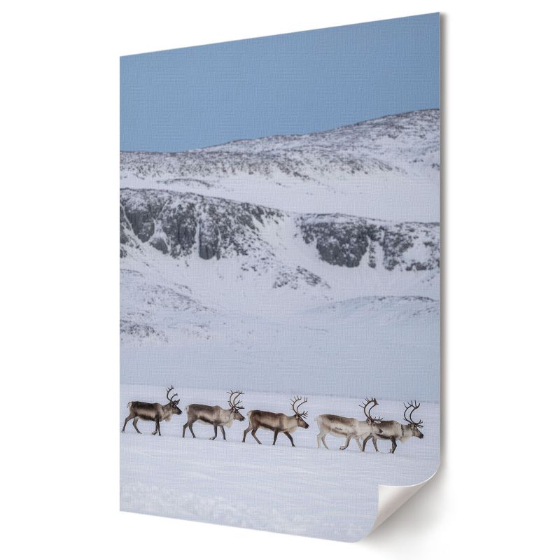 Plakat na ścianę Wallfluent Format A4 Renifery w górach Artysta Nora Cabello 1 szt.