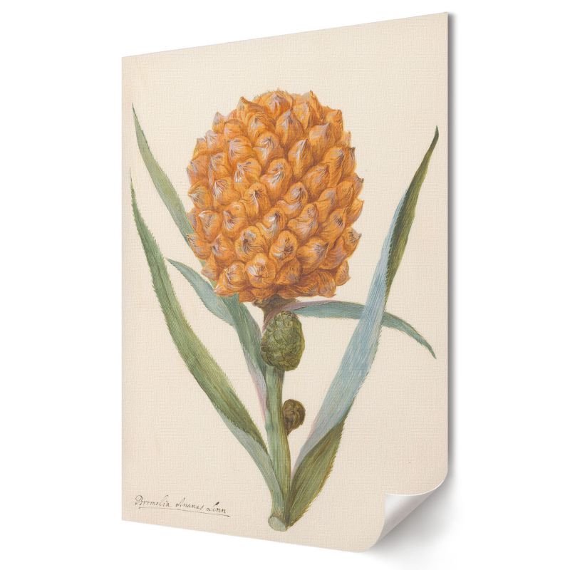 Plakat na płótnie Wallfluent Format A4 Bromelia ananas Anonim anonim 1 szt.