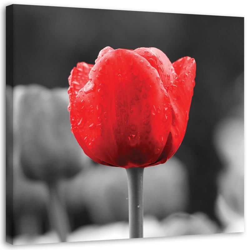 Obraz na płótnie Feeby Tulipan czerwony kwiat 20x20cm 1szt