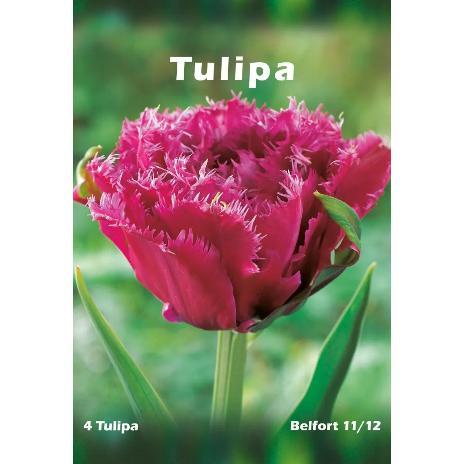 Tulipan odm. Belfort (Tulipa sp.)