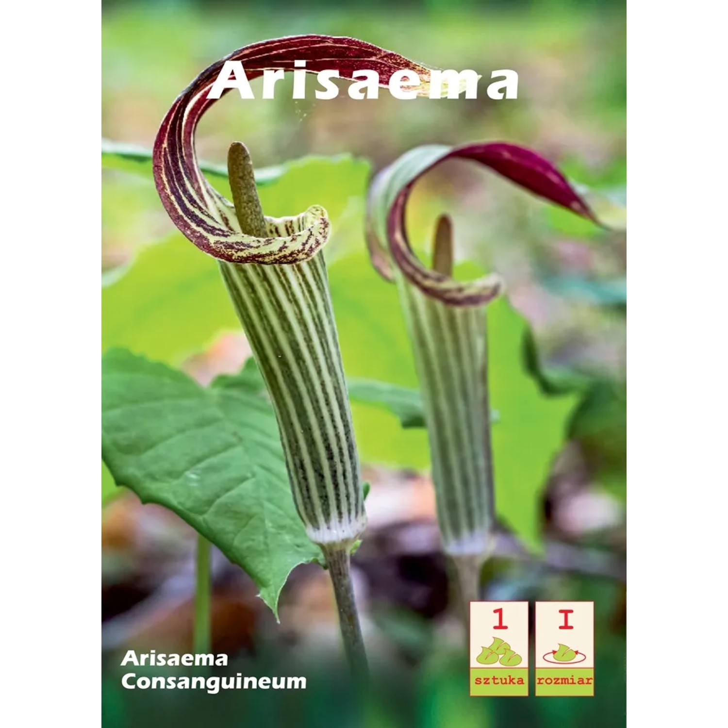 Arisaema consanguineum 1szt.