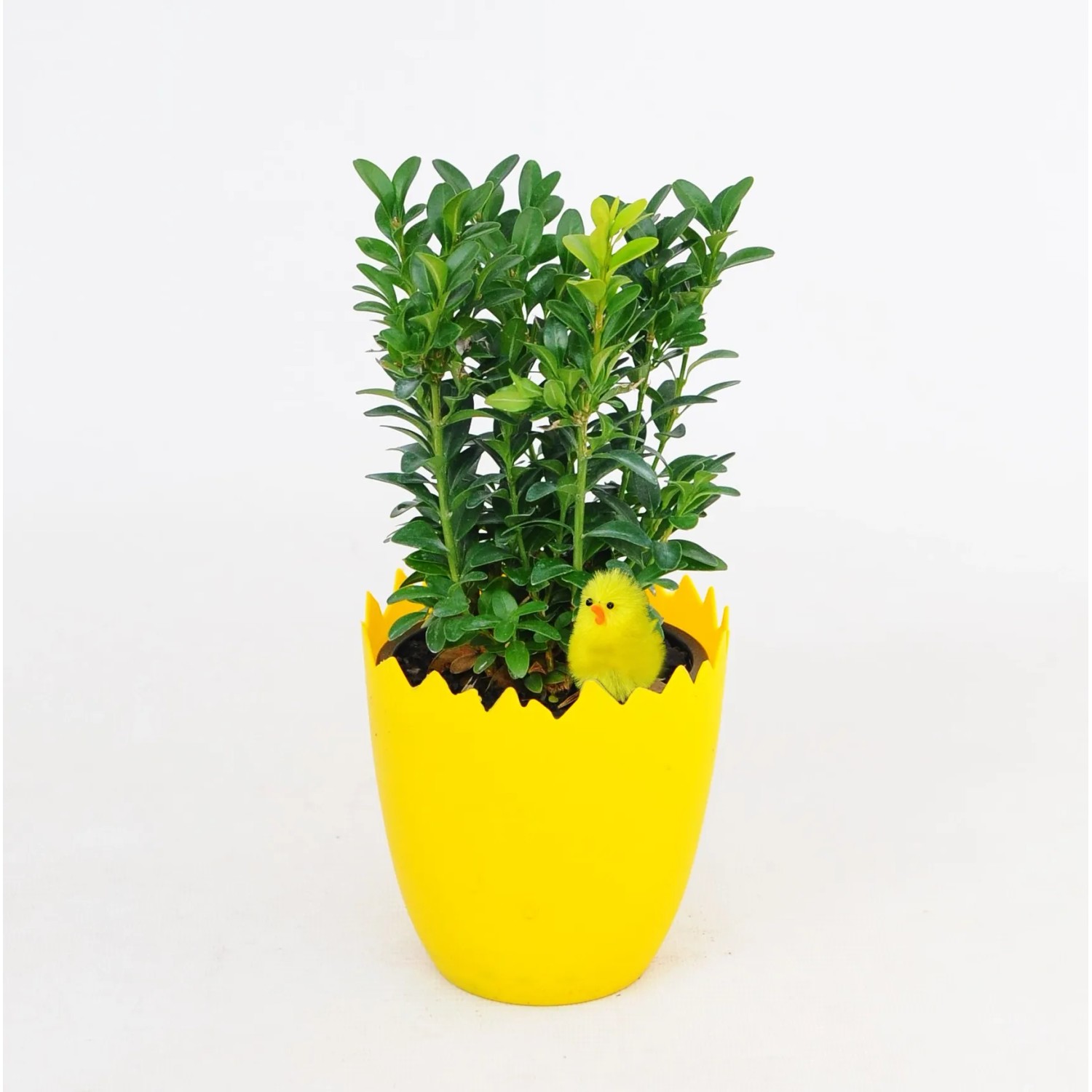 4Flower Bukszpan w jajku z kurczakiem wys.22cm don.9cm