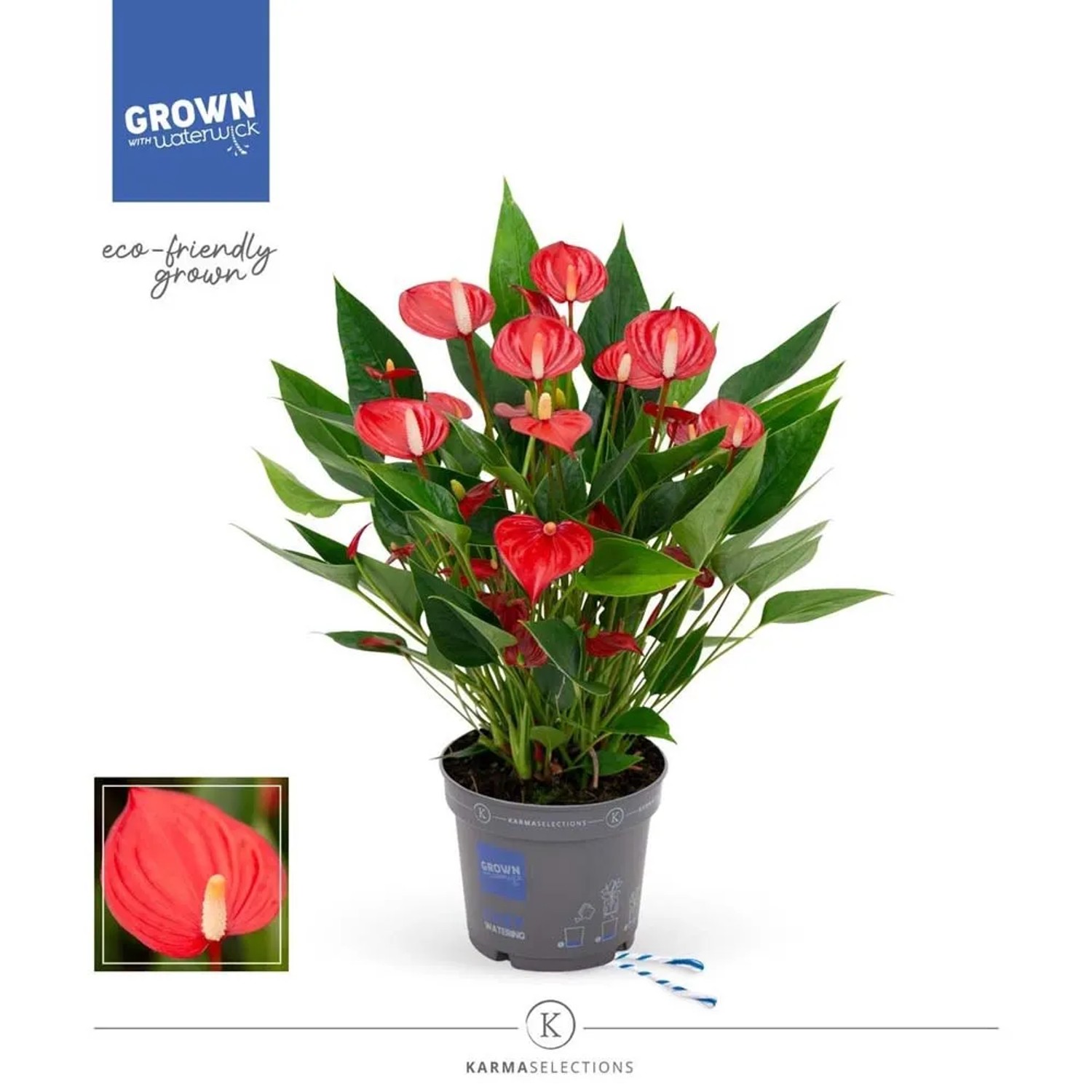 Anturium (Anthurium) (Anthurium) Million Flower - don. 12 cm