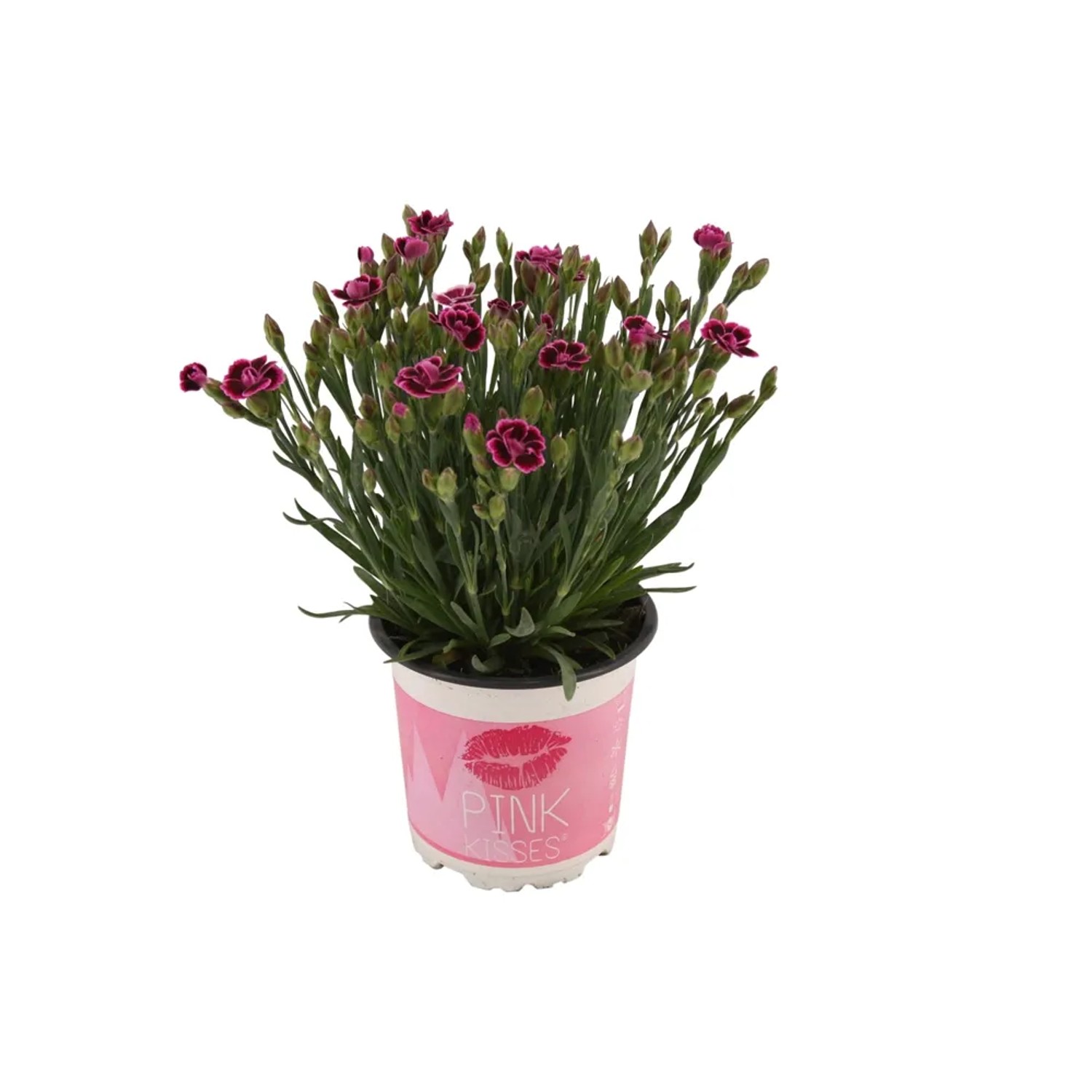 Goździk alpejski Dianthus Pink Kisses wys. 10-20cm don. 10,5cm