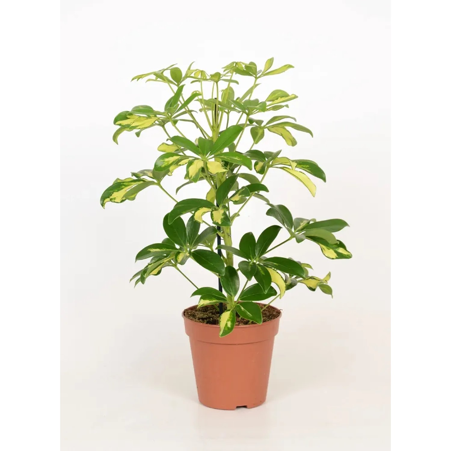 Szeflera (Schefflera) Gerda - don. 13 cm