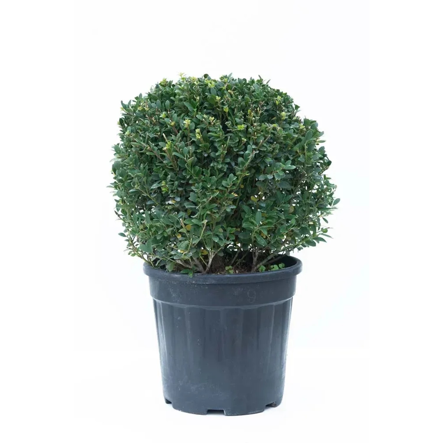 Ostrokrzew bukszpanowy Glory G - wys. 20 cm