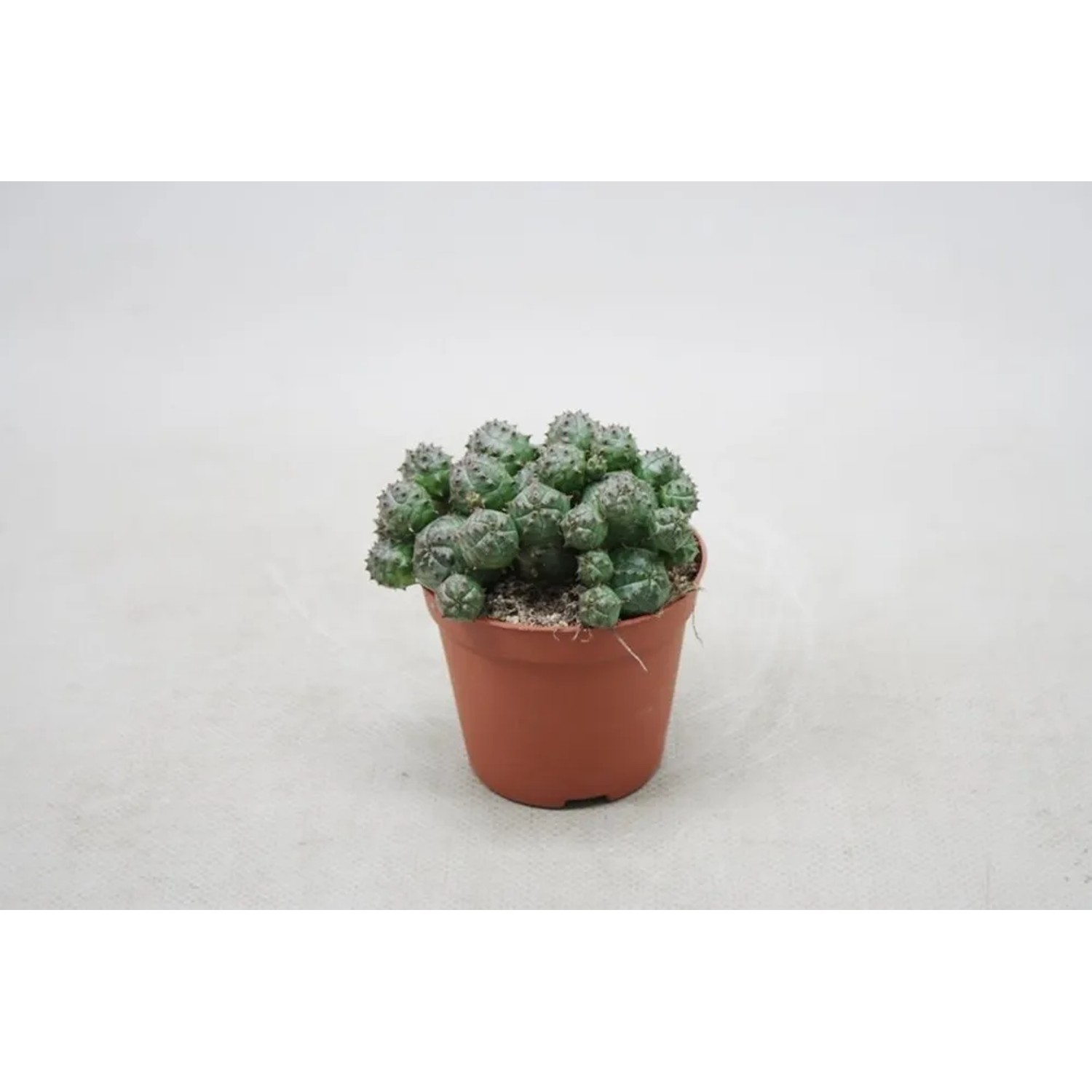 Euphorbia Globosa