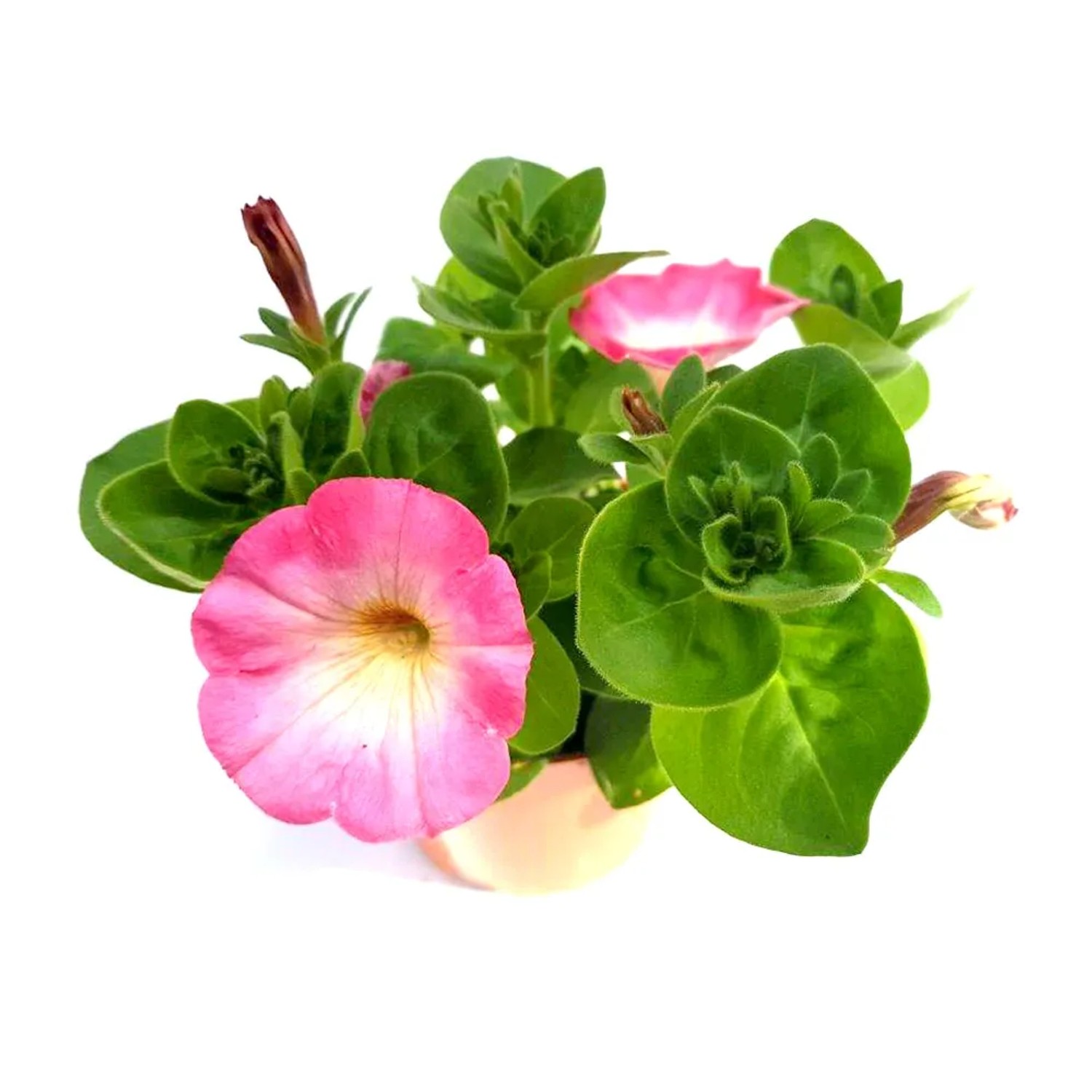 Surfinia don.12 cm