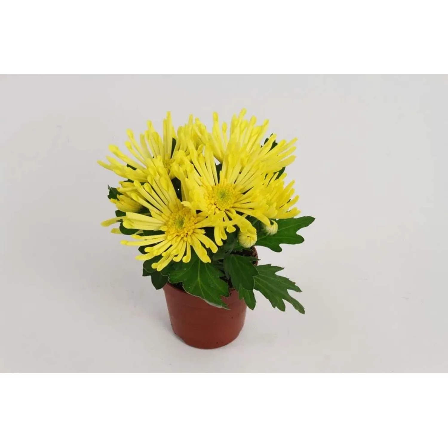 Chryzantema (Chrysanthemum) Spider mini - don. 7 cm