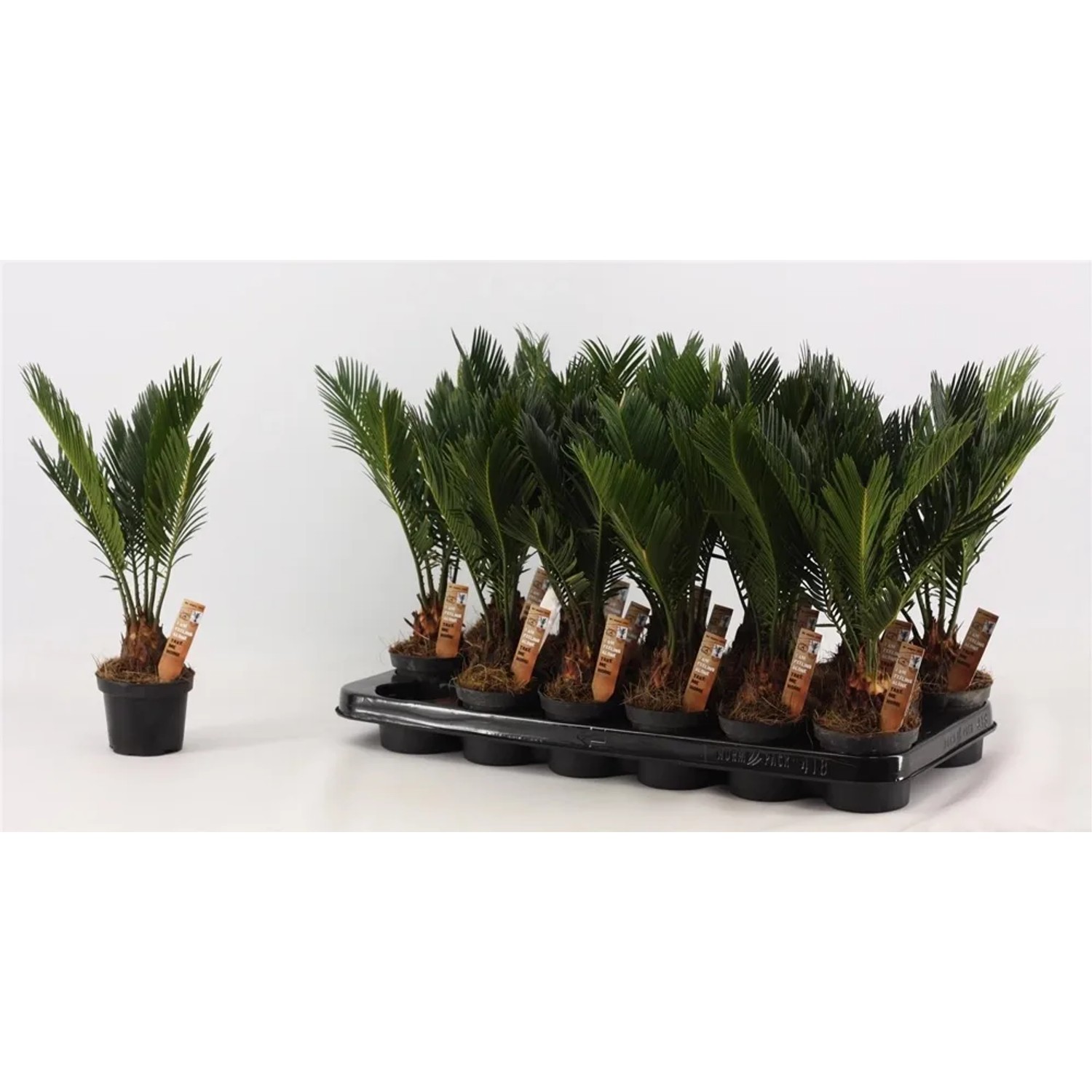 Sagowiec (Cycas revoluta) don.9cm