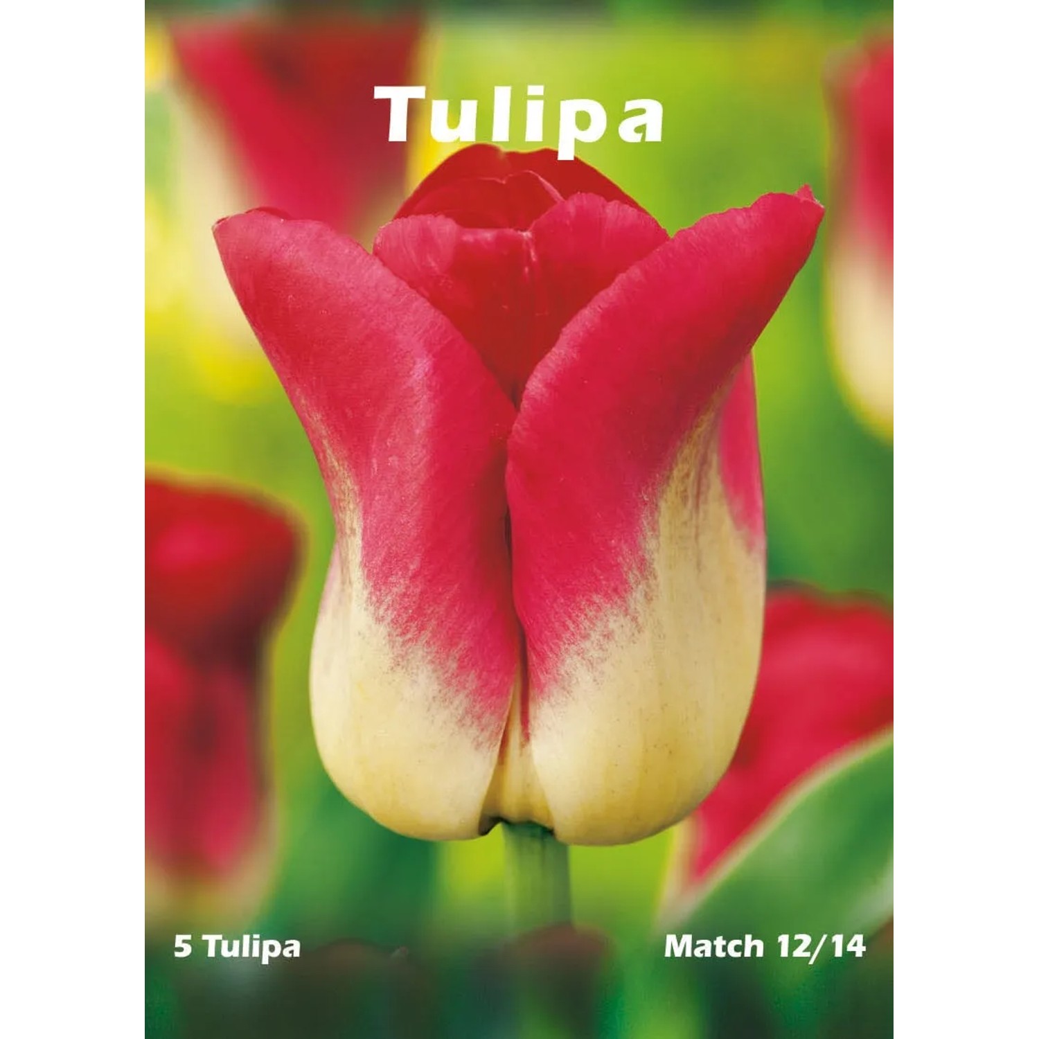 Tulipan odm. Match (Tulipa sp.)