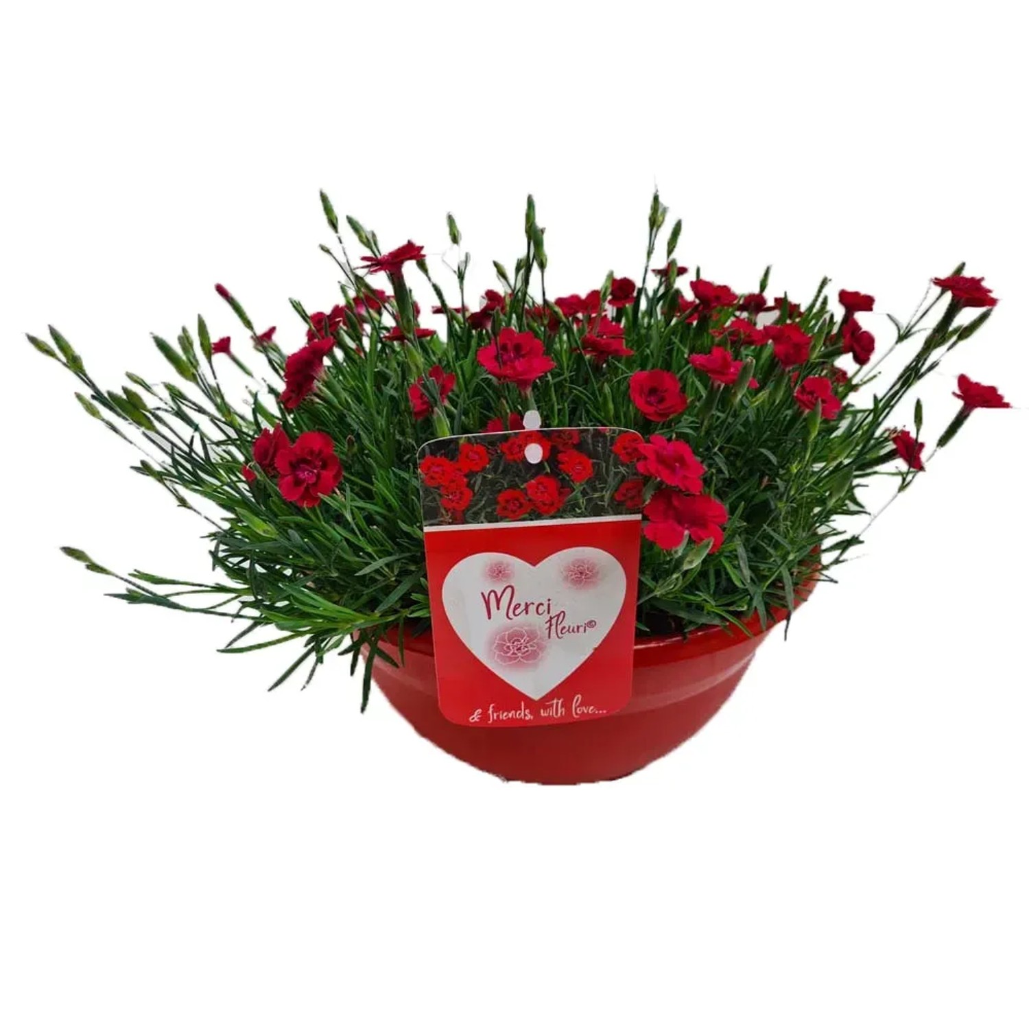 Goździk (Dianthus Meri Fleuri) - wys. 25 - 28 cm