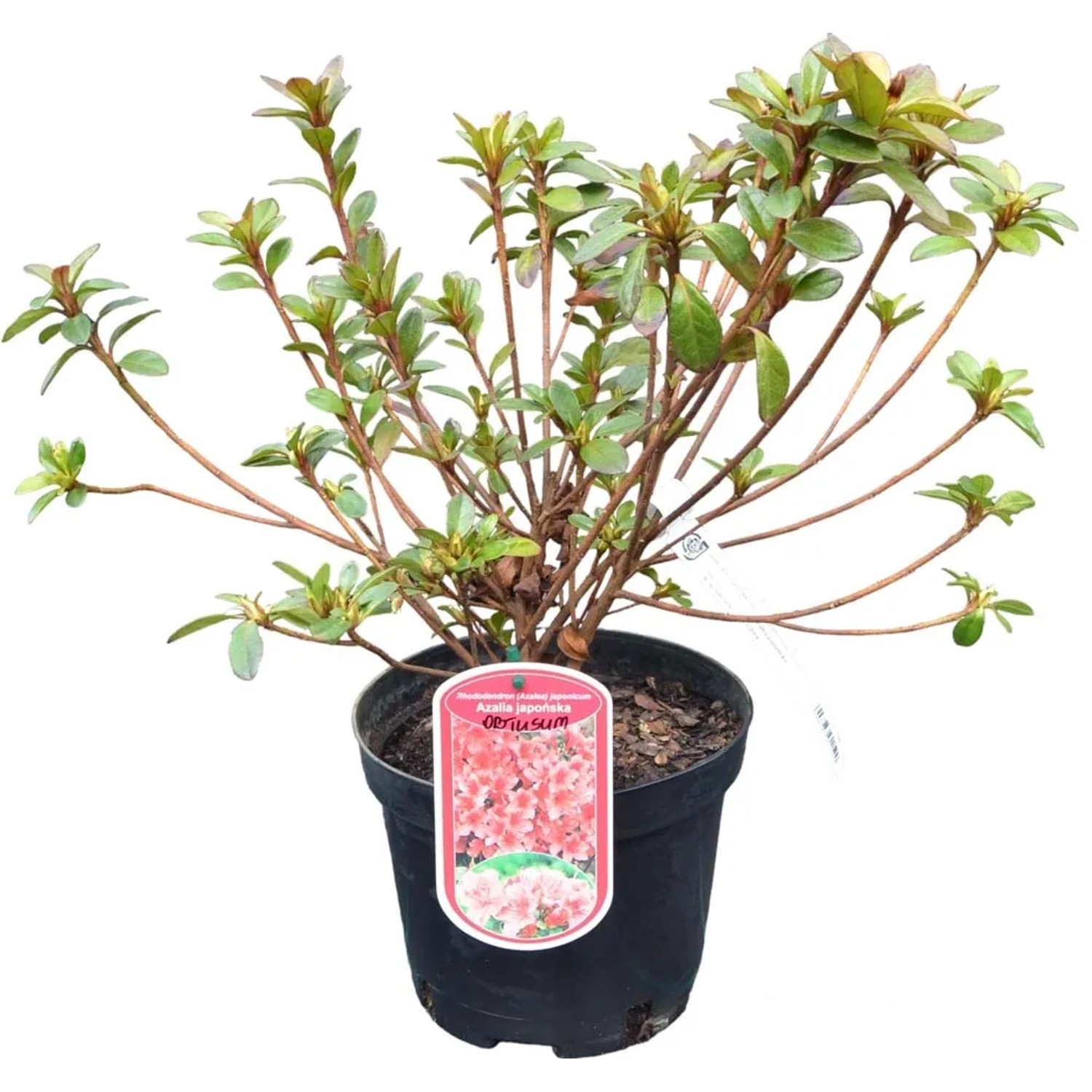 Azalia japońska (Rhododendron japonicum) don. 2,5 l