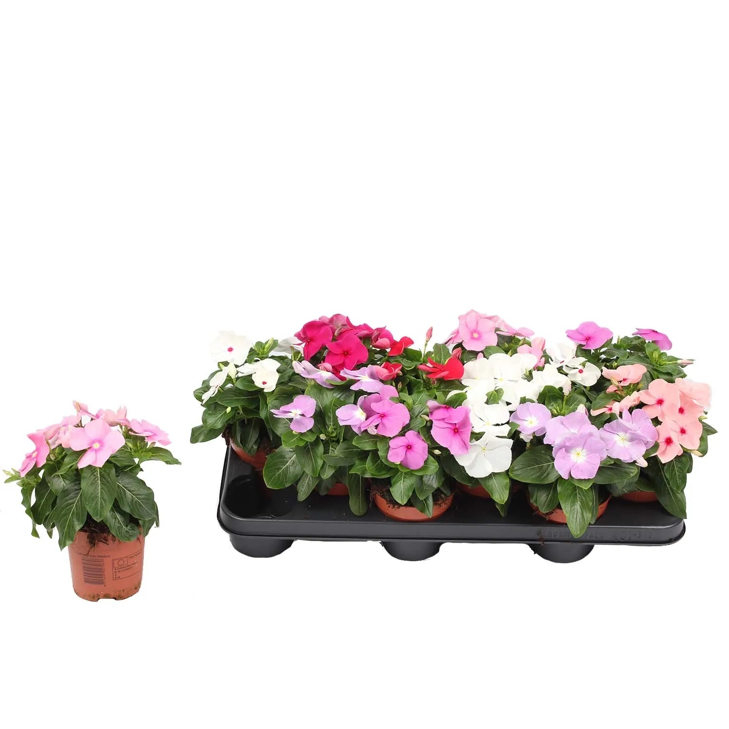 Barwinek (Catharanthus) don. 10,5 cm