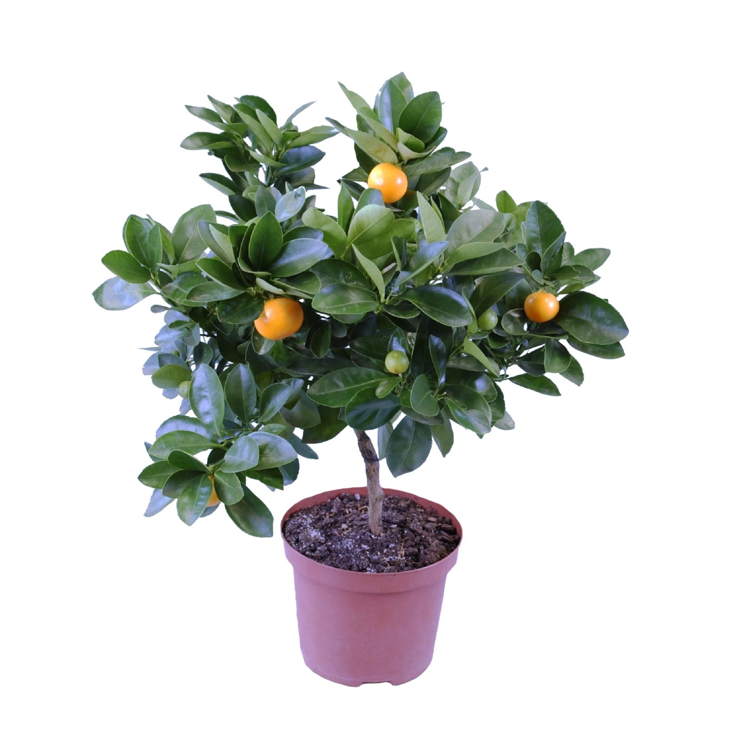 Kalamondyna forma drzewka (Citrofortunella mitis) don. 15 cm