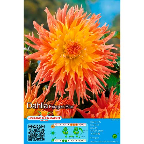 1 buc, Dalie Fringed Star - Bulbi: Mod de ambalare: 1 buc