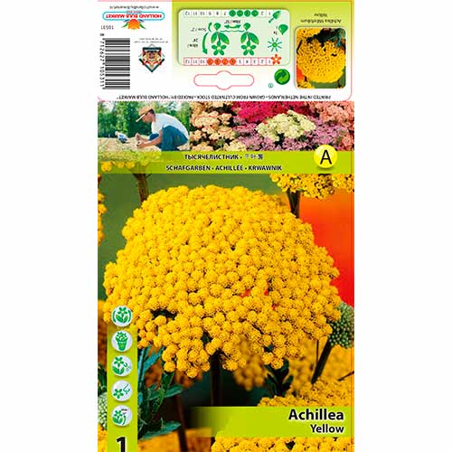 1 buc, Coada șoricelului (Achillea) Yellow - Bulbi: Mod de ambalare: 1 buc