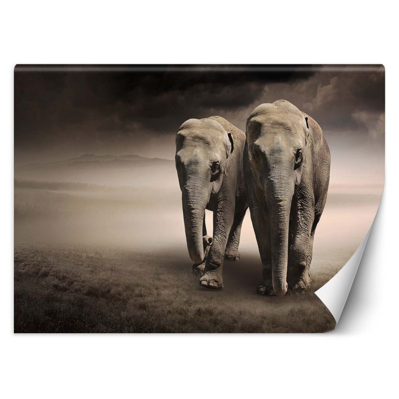 Fototapeta Feeby Para słoni afryka 200x140 1 szt