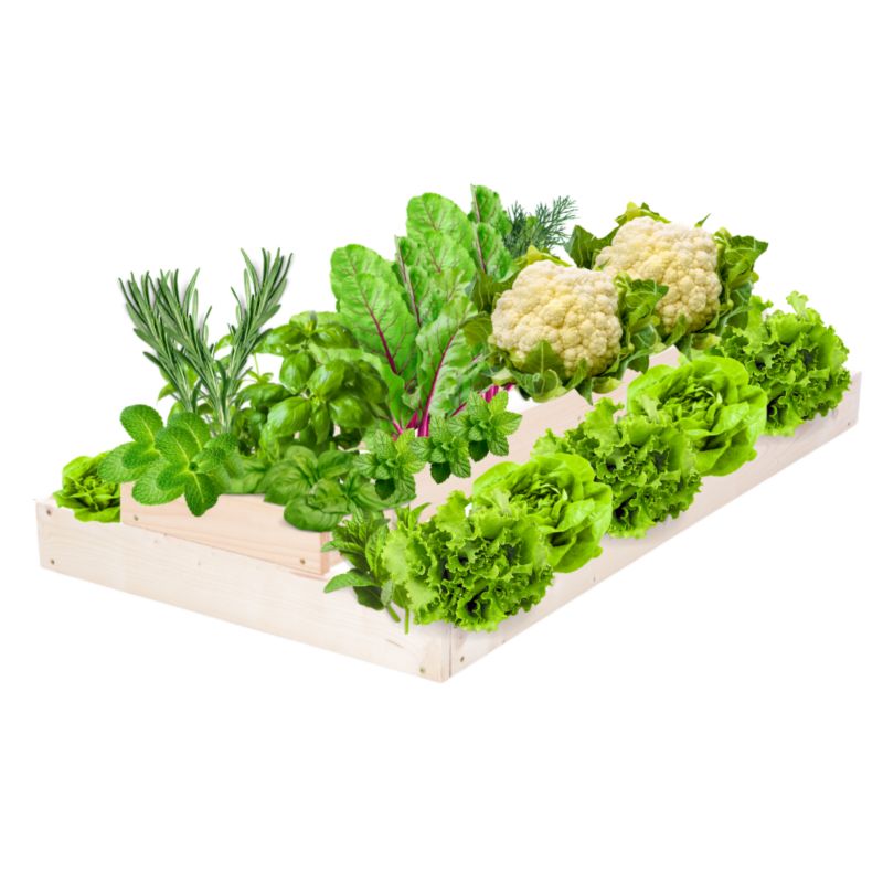 Skrzynia warzywna MODO24 regulowana inspekt 18x60x100 cm naturalne drewno 1 szt