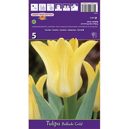 Tulipan liliokształtny Ballade Gold - Cebule: Ilość w opakowaniu: 5 szt. - GradinaMax
