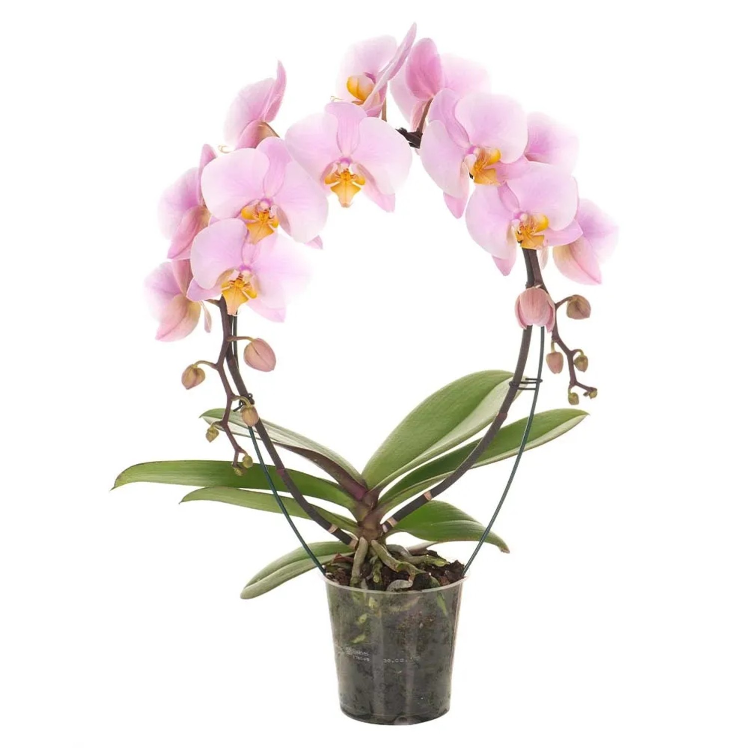 Storczyk polski zawijany (Phalaenopsis) 2 pędy - don. 12 cm