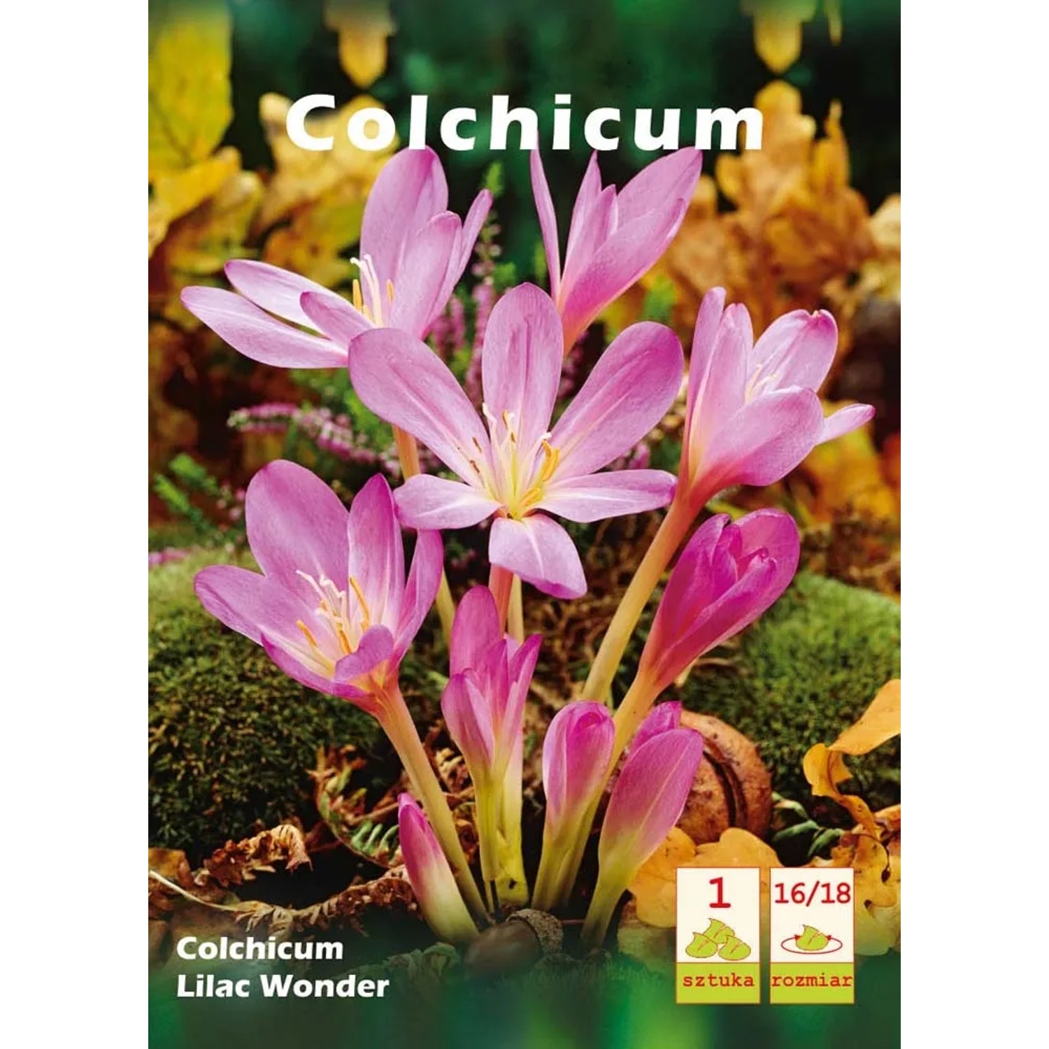Zimowit Colchicum Lilac Wonder - 1 szt.