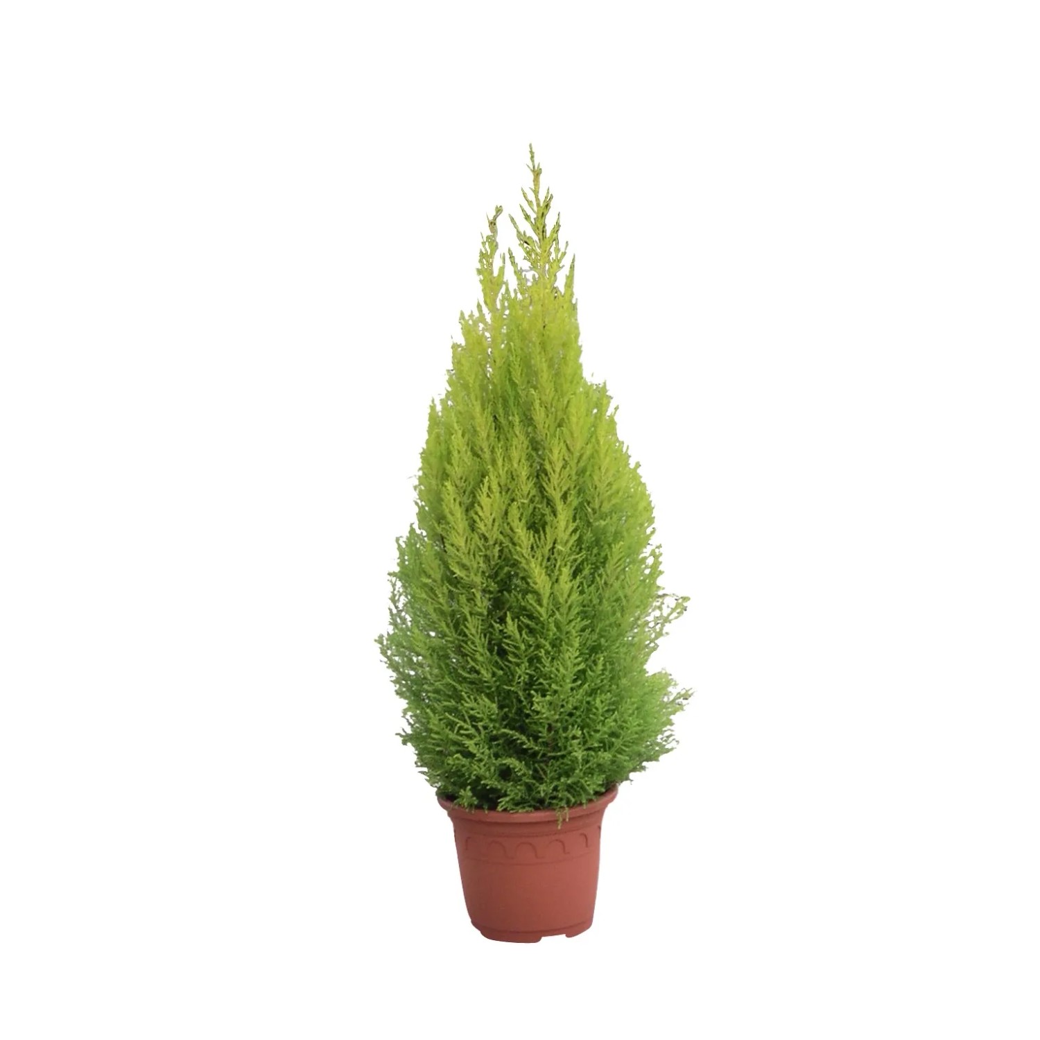 Cyprysik (Cupressus) Gold Crest Wilma - don. 21 cm