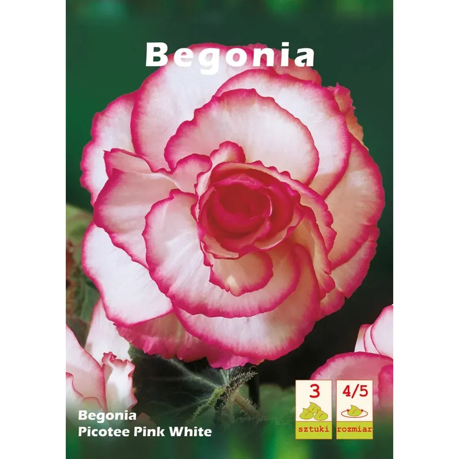 Begonia Picotee róż-biała 3szt 4/5