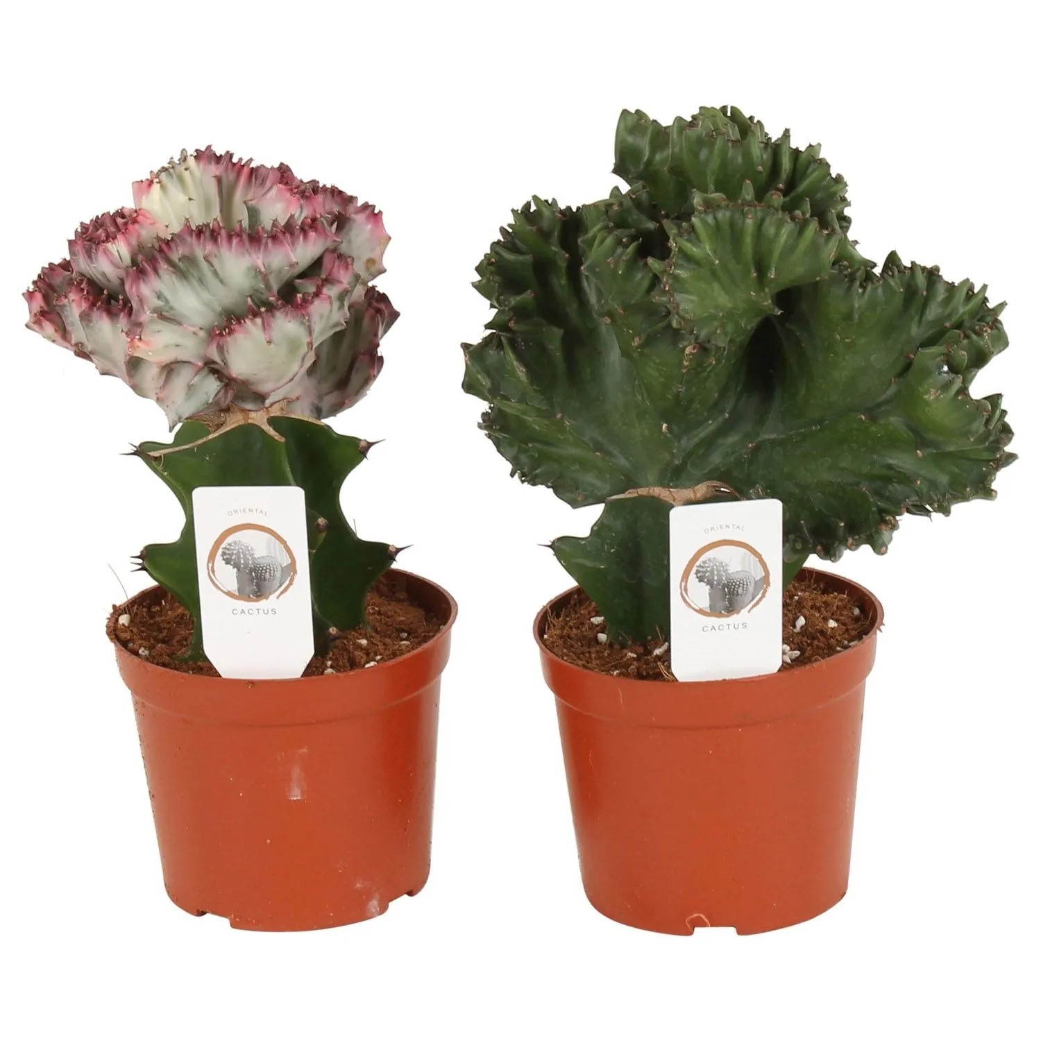 Wilczomlecz mleczny (Euphorbia lactea) - don. 12 cm
