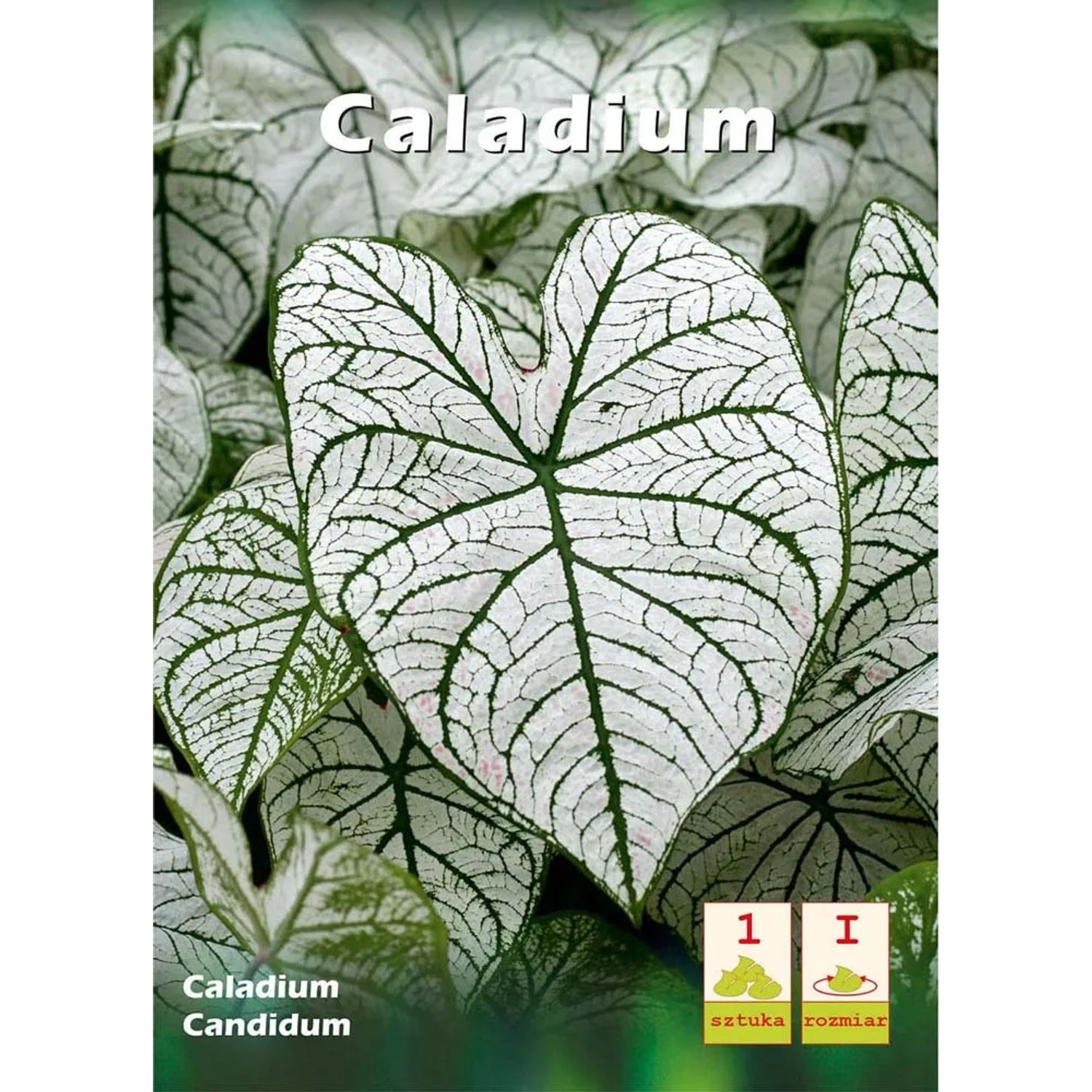 Kaladium (Caladium Candidum)
