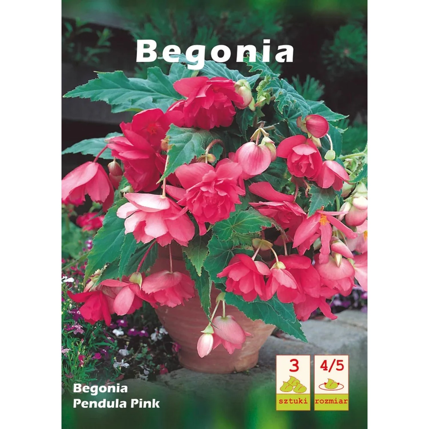 Begonia Pendula Pink 3szt k 4/5