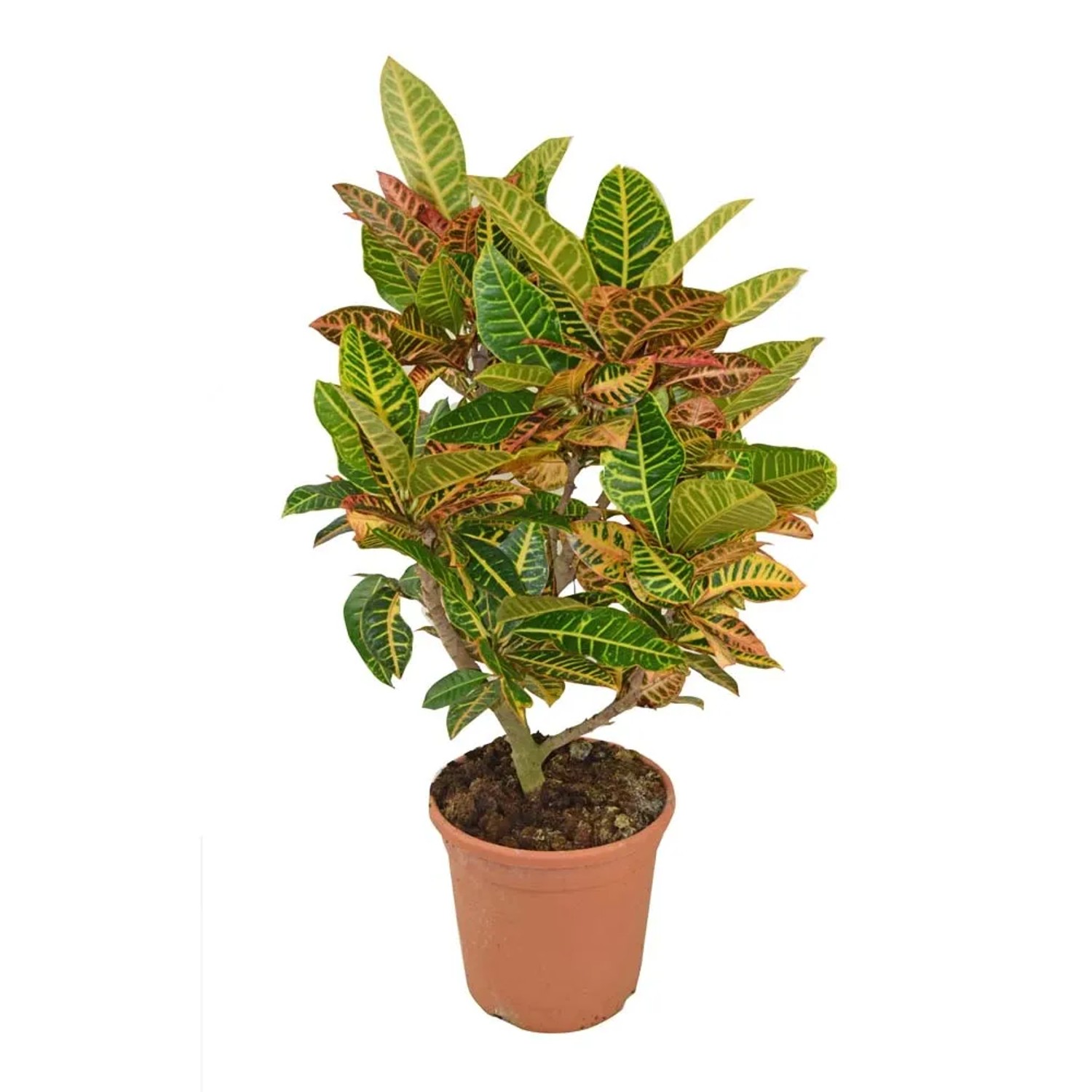 Kroton Petra Madre - don. 30 cm