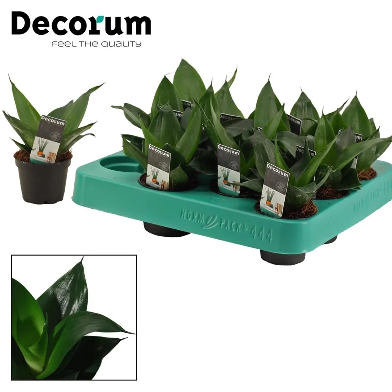 Sansevieria trifasc. Black Jade mini 10cm don. 6cm