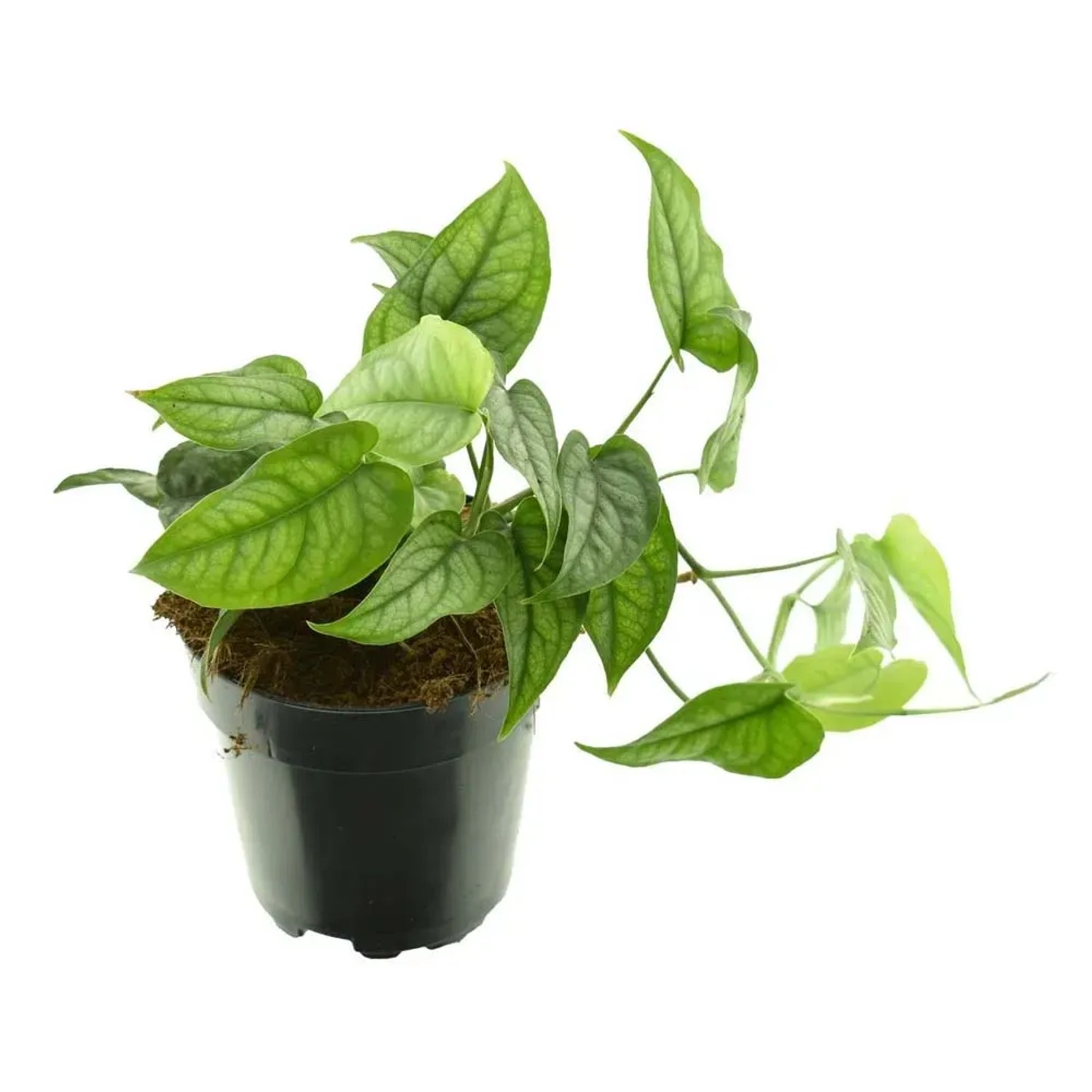 Monstera (Monstera Siltepecana) - don. 12 cm