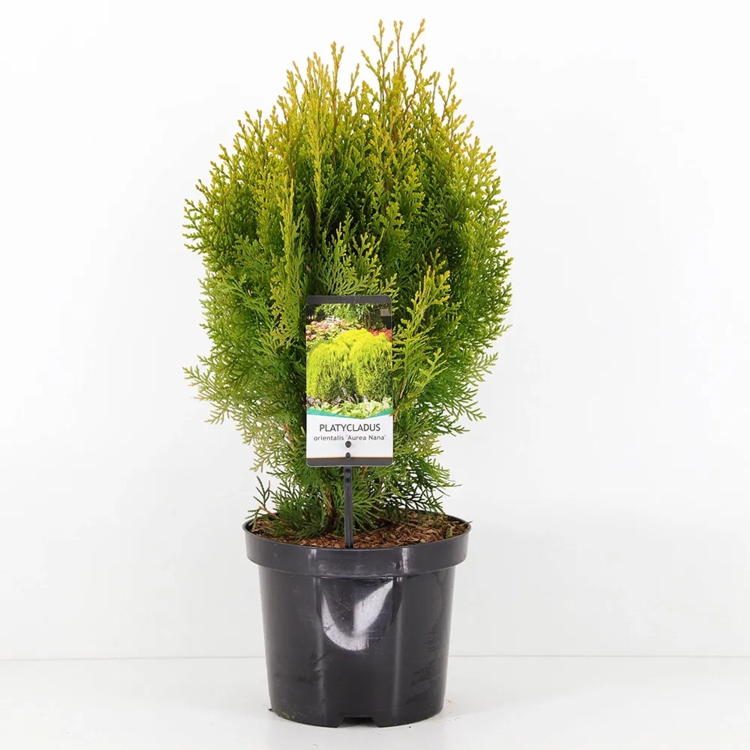 Żywotnik Platycladus orientalis Aurea Nana 19cm