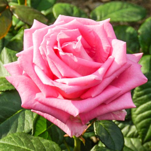 1 Pflanze(n), Großblütige Rose Bel Ange - Setzlinge: Ilość w opakowaniu: 1 Pflanze(n)
