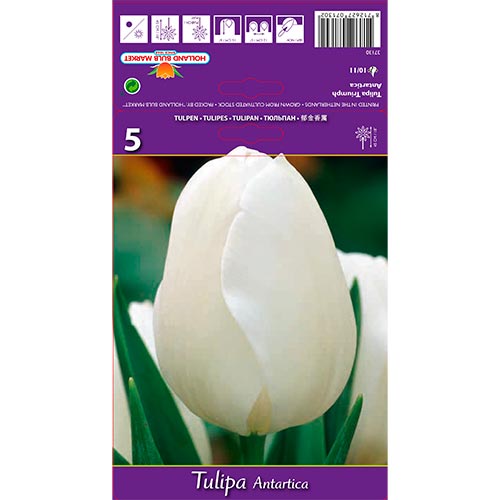 Tulipe Antartica - Bulbos: Ilość w opakowaniu: 5 bulbos