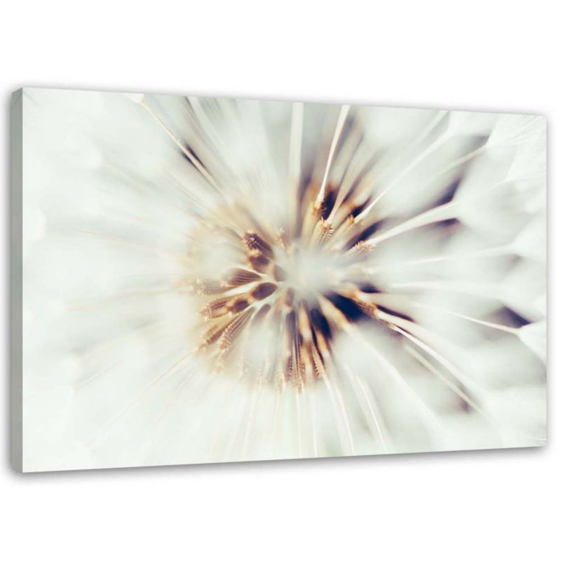Obraz na płótnie Feeby Zbliżenie na dmuchawce 100x70cm 1szt