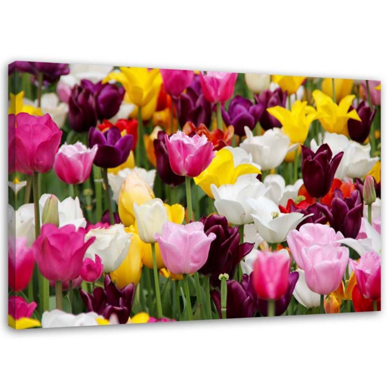 Obraz na płótnie Feeby Łąka pełna tulipanów 120x80cm 1szt