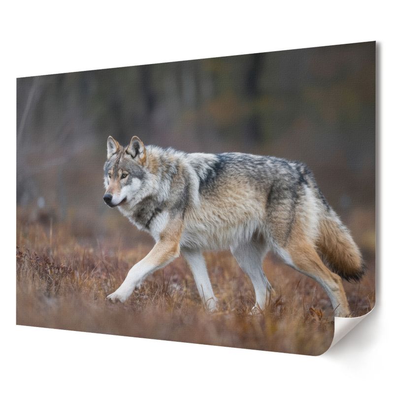 Plakat na ścianę Wallfluent Format A3 Wilk natura Artysta Omega 1 szt.