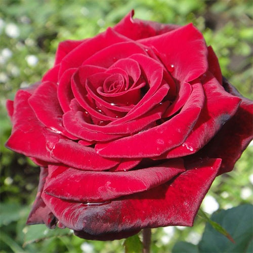 1 sadz, Róża (Rosa) wielkokwiatowa Grand Gala - Sadzonki: Ilość w opakowaniu: 1 sadz