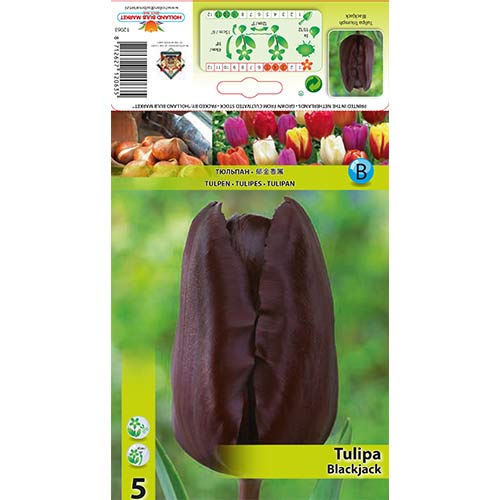 5 szt., Tulipan Black Jack - Cebule: Ilość w opakowaniu: 5 szt.