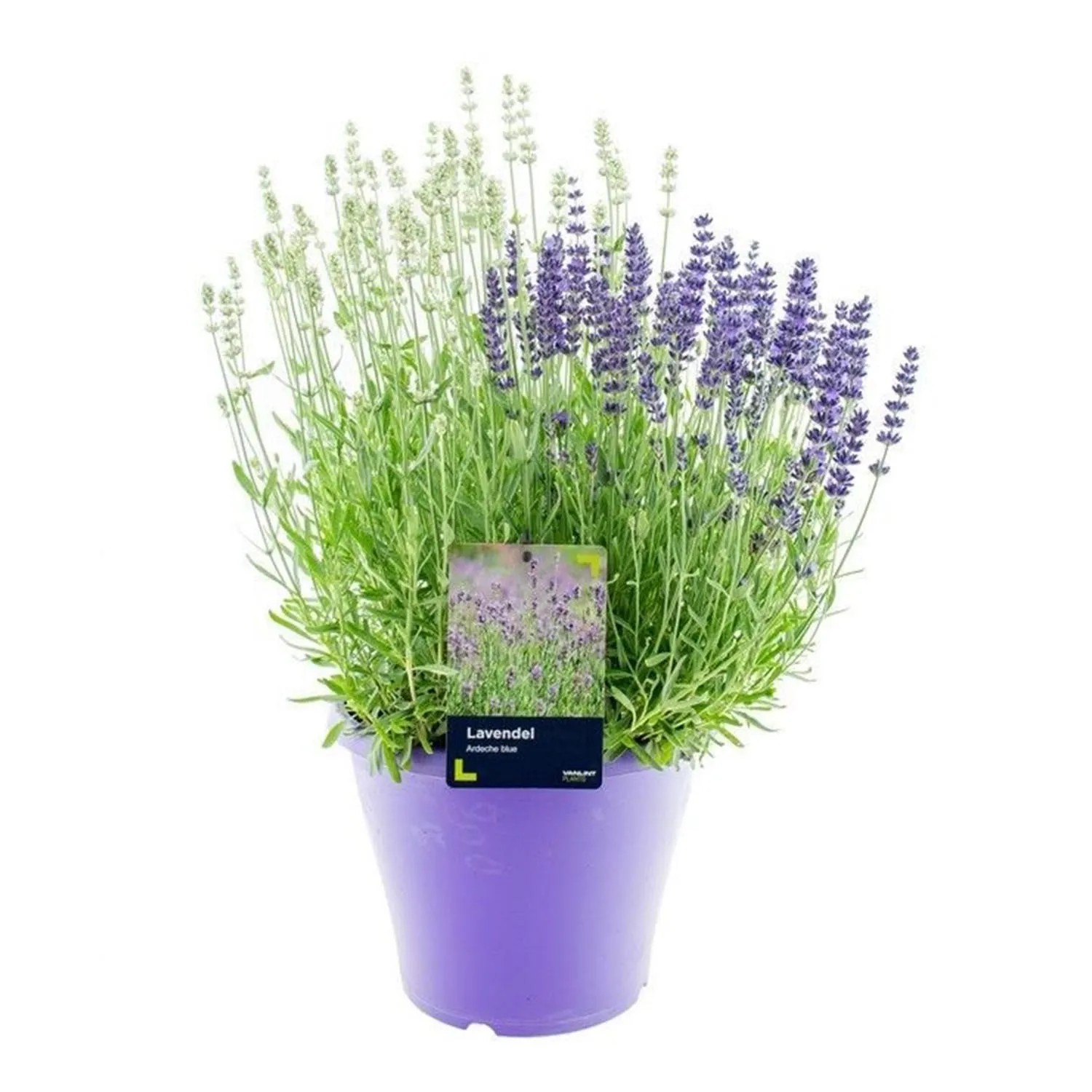 Lawenda Duo (Lavandula) don. 26 cm