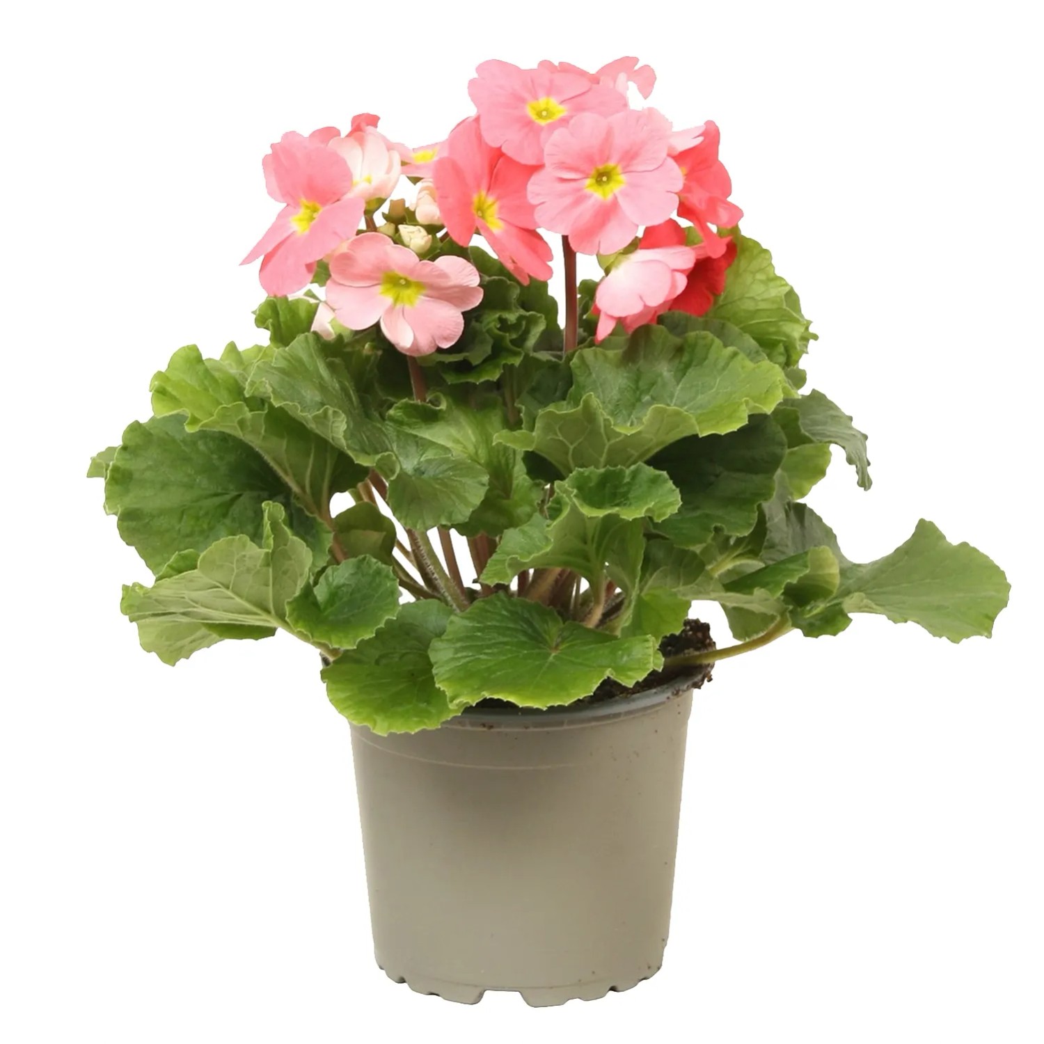 Prymula kubkowata (Primula obconica) - don. 10,5 cm
